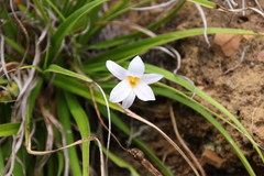 Xerophyta schlechteri