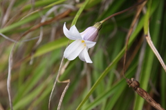Xerophyta schlechteri