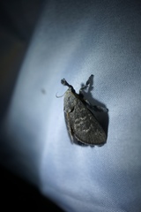 Scopelodes albipalpalis