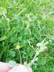 Medicago lupulina