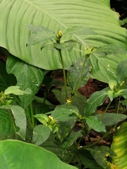 Calyptocarpus vialis