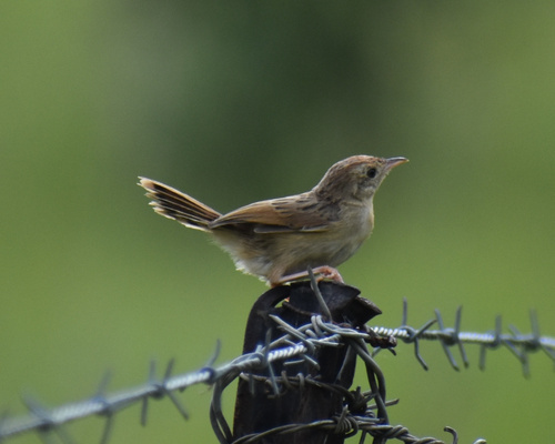 Wailing Cisticola (Cisticola lais), photo 2
