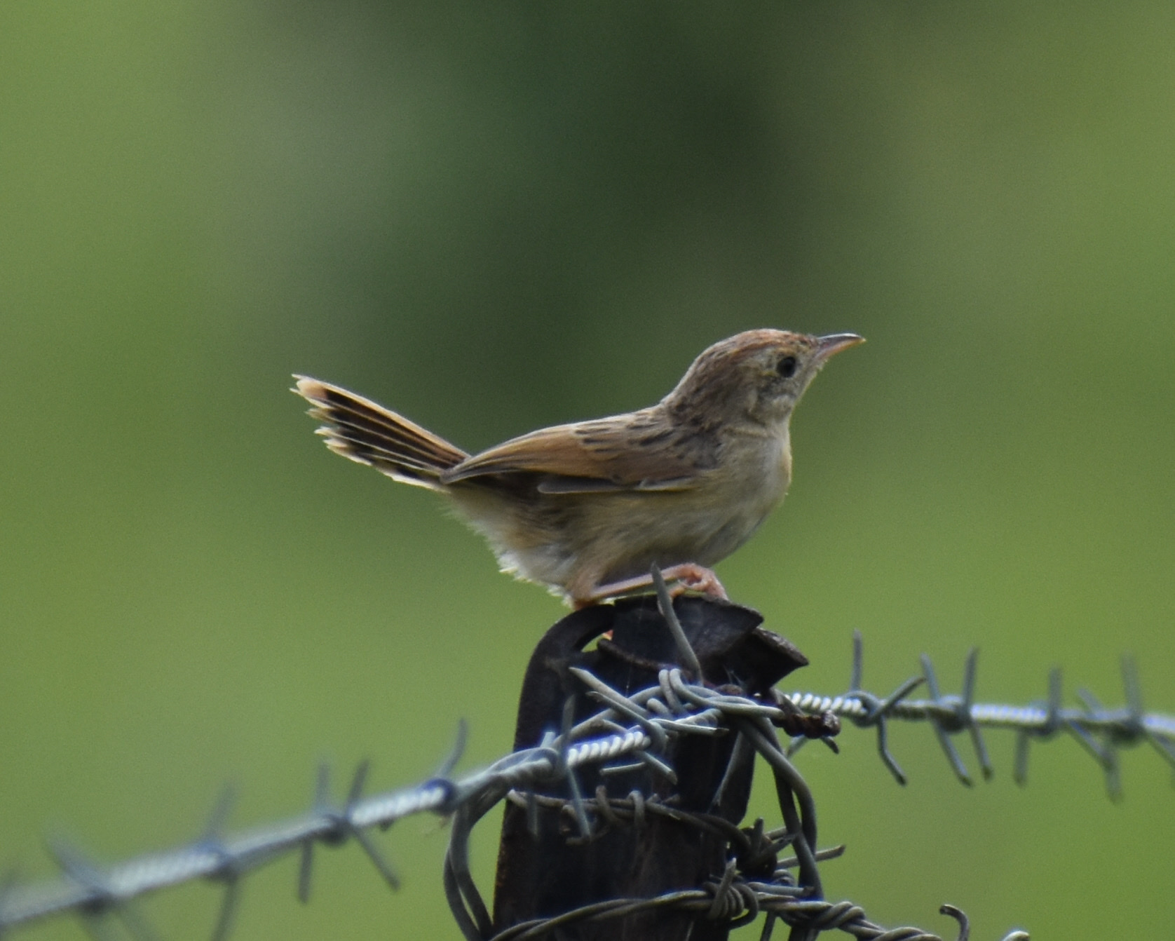 Wailing Cisticola (Cisticola lais), photo 2