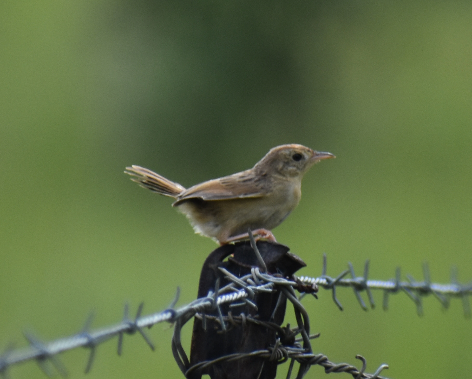 Wailing Cisticola (Cisticola lais), photo 3