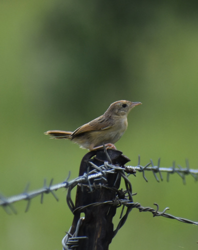 Wailing Cisticola (Cisticola lais)