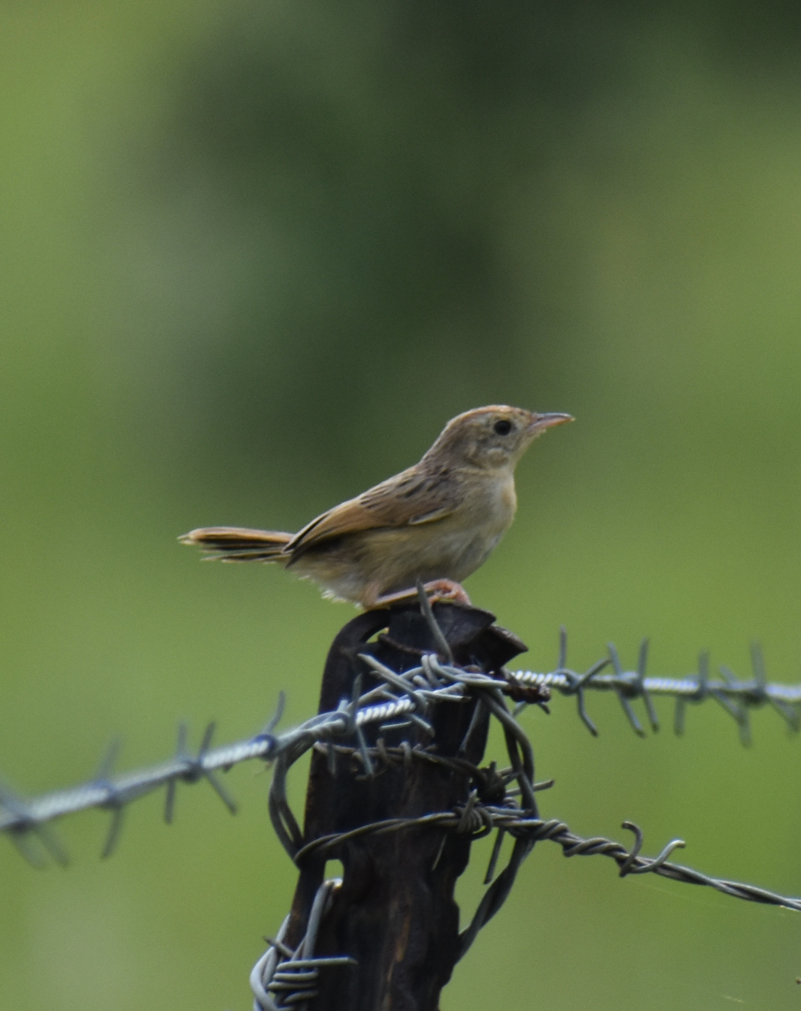Wailing Cisticola (Cisticola lais), photo 1
