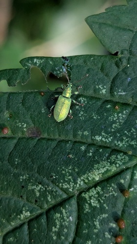 Silver-green leaf weevil, Noordwijkerhout, Nederland, photo 8 of 10