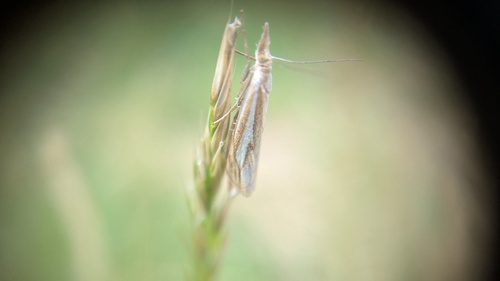 Scarce Grass-veneer, Noordwijkerhout, Nederland, photo 9 of 10
