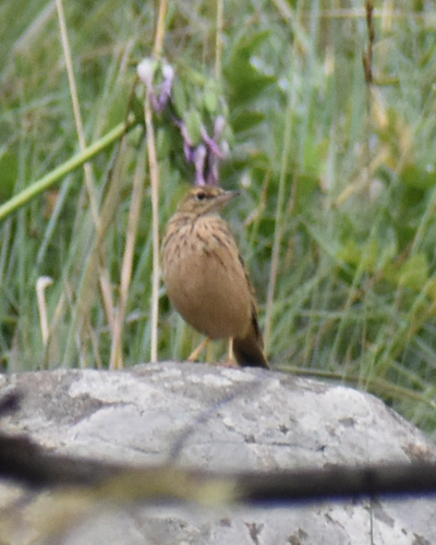 Nicholson's Pipit (Anthus nicholsoni)