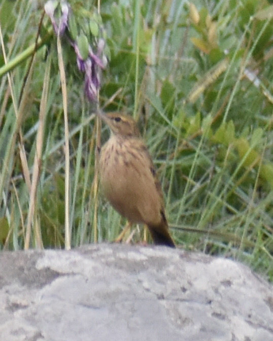Nicholson's Pipit (Anthus nicholsoni), photo 2