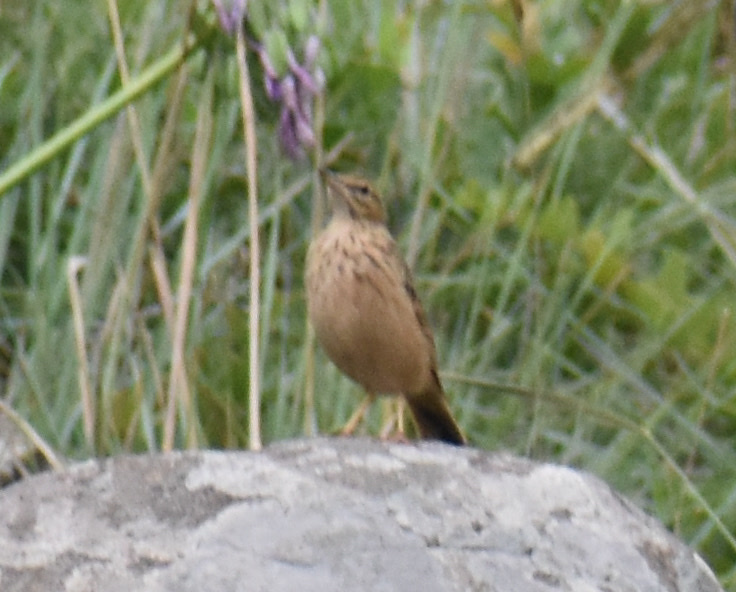 Nicholson's Pipit (Anthus nicholsoni), photo 3