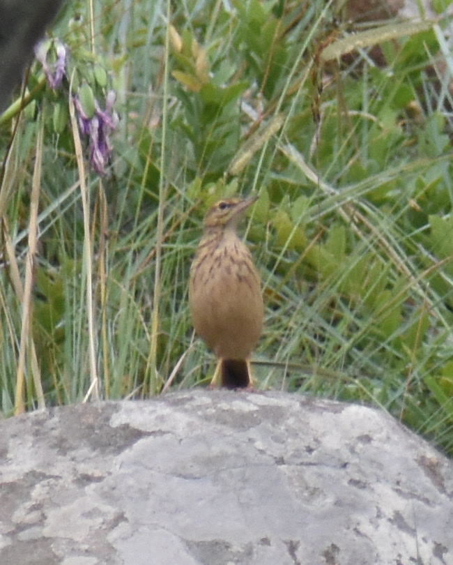 Nicholson's Pipit (Anthus nicholsoni), photo 4