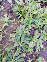 Plantago lanceolata