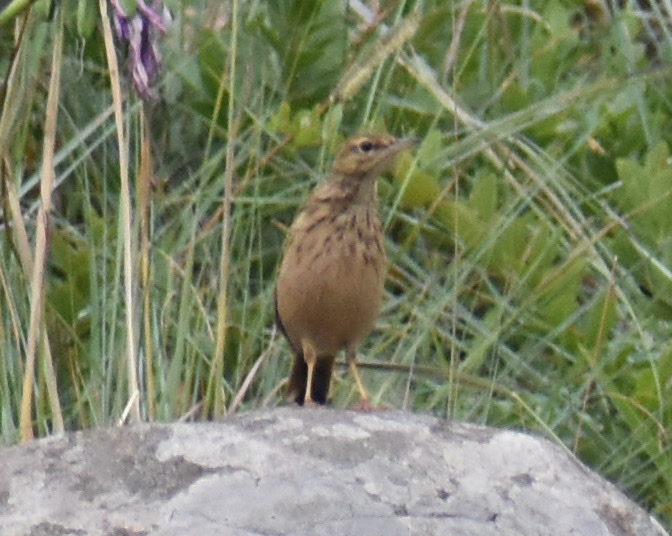 Nicholson's Pipit (Anthus nicholsoni), photo 5