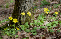 Doronicum caucasicum