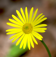 Doronicum caucasicum