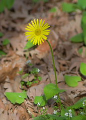 Doronicum caucasicum