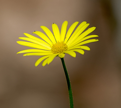 Doronicum caucasicum