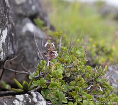 (c) Dylan Leonard, some rights reserved (CC BY-SA) Aeollanthus parvifolius, photograph (c) Dylan Leonard, some rights reserved (CC BY-SA)
