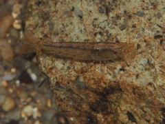 Caridina cantonensis