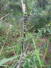 Epophthalmia elegans