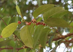 Glochidion hohenackeri