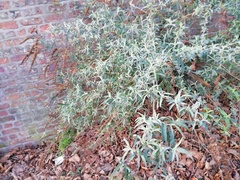 Buddleja davidii