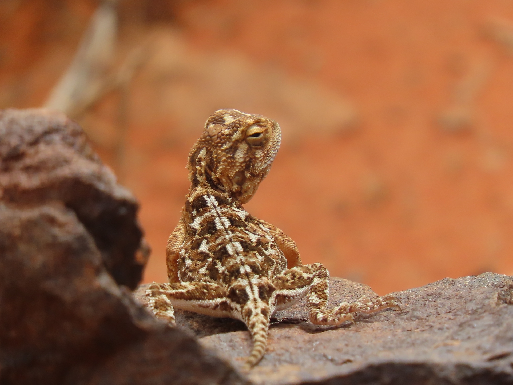 Agama aculeata aculeata Merrem, 1820