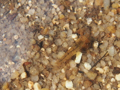 Caridina cantonensis