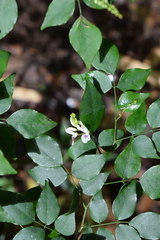 Indigofera natalensis