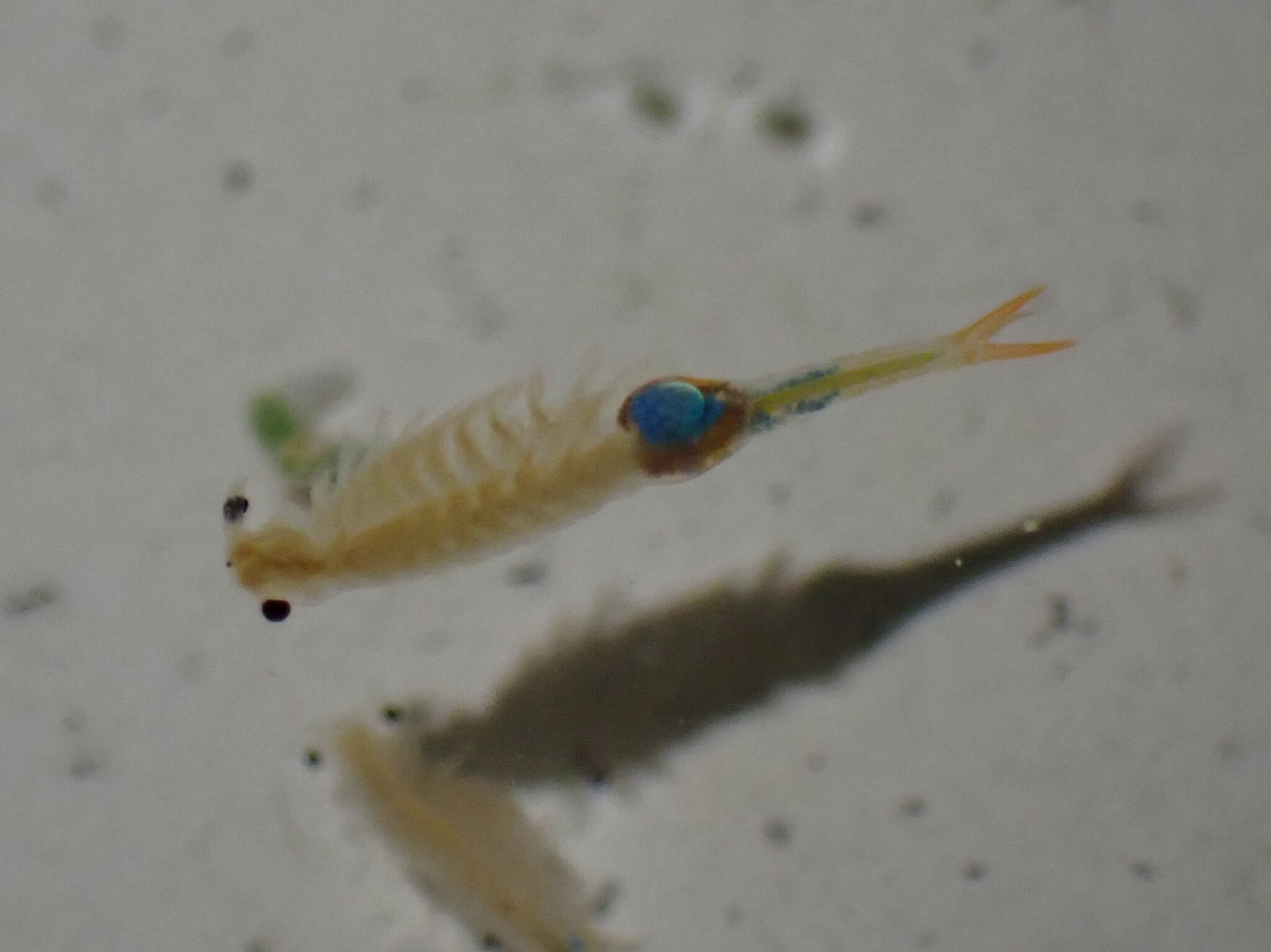 Branchipus schaefferi Fischer, 1834