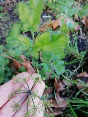 Heracleum sphondylium