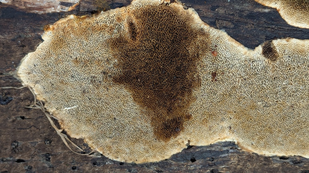 Coriolopsis trogii · February 2026 · photo: © rudolphous (iNaturalist, cc-by)