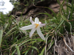 Xerophyta adendorffii