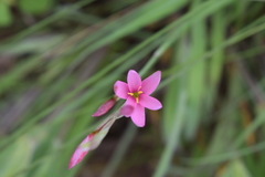 Hesperantha baurii