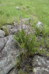 Aeollanthus parvifolius