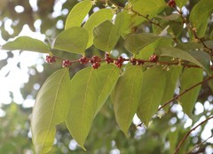 Glochidion hohenackeri