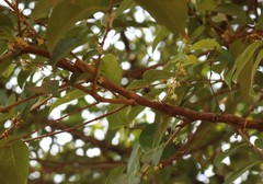 Glochidion hohenackeri