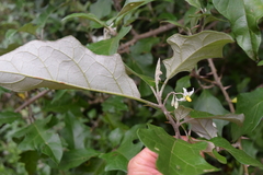 Solanum aculeastrum