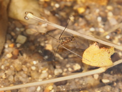 Metrocoris lituratus