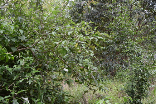 soda-apple nightshade