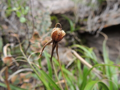 Xerophyta adendorffii