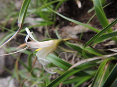 Xerophyta adendorffii