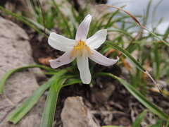 Xerophyta adendorffii