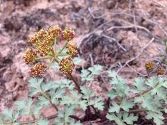 Cymopterus purpureus