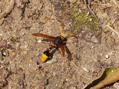 Delta pyriforme pyriforme