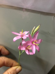 Hesperantha baurii