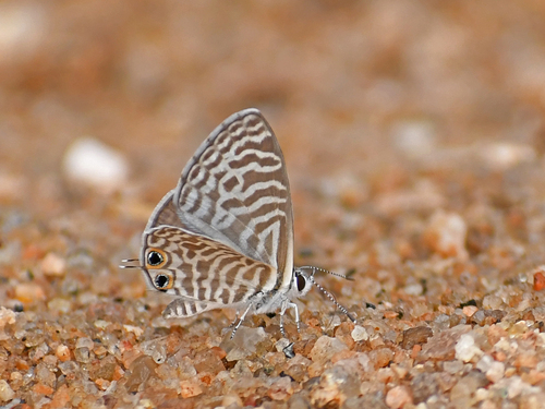 Zebra Blue