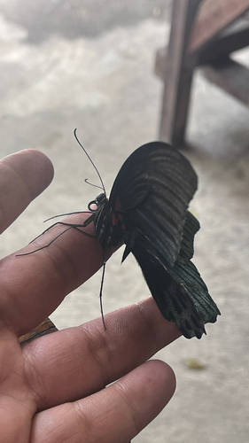 Papilio memnon