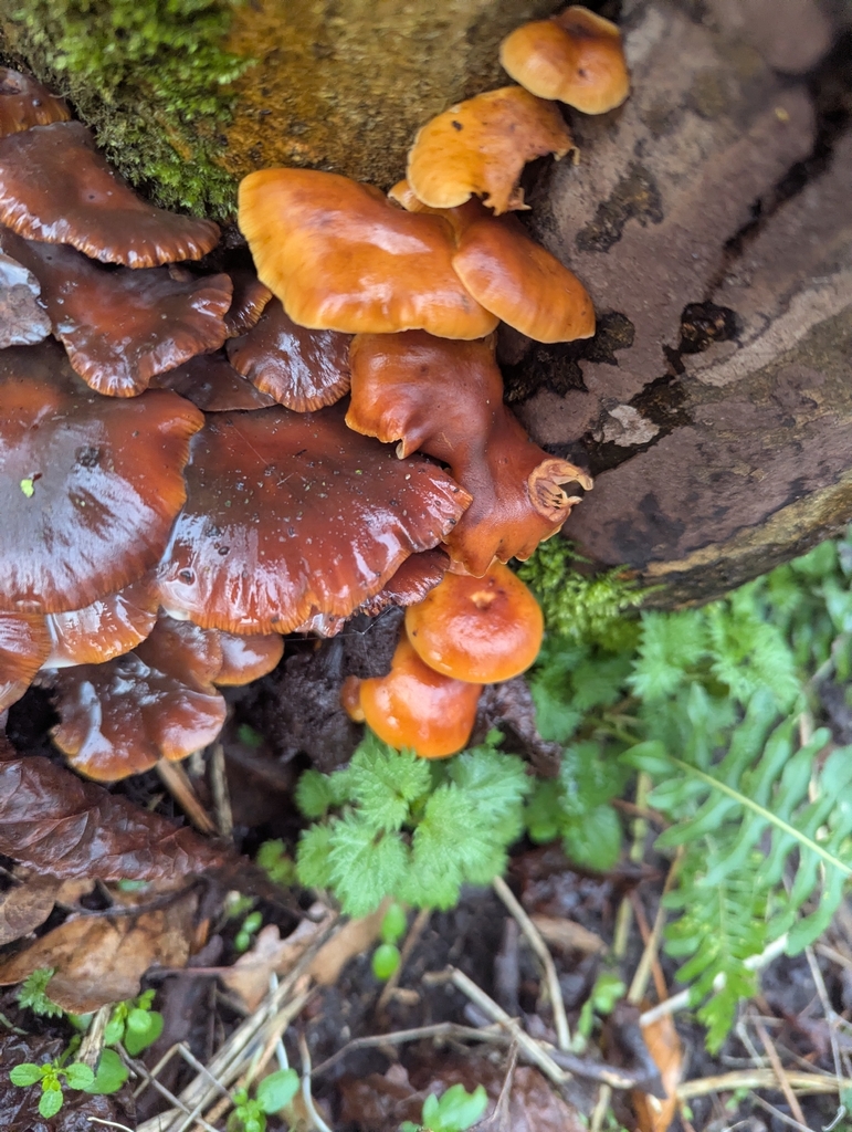 Flammulina velutipes · February 2026 · photo: © ohwhen (iNaturalist, cc-by)